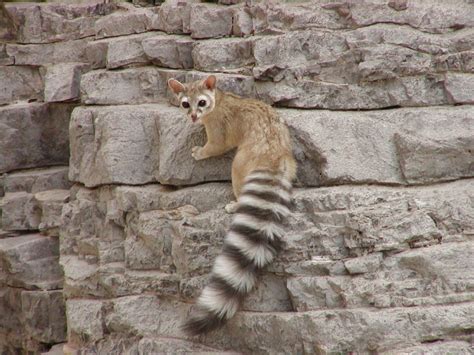 Arizona's State Mammal, the ring-tailed cat | Animals, Weird animals
