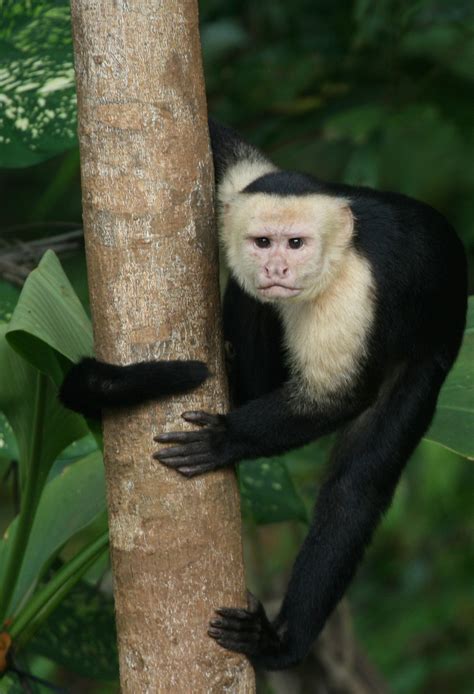 Catching The Eye Of A Capuchin In Costa Rica Living In Costa Rica