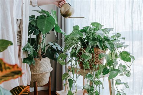 Then, slip in the plant with its pot from the top of the cone so all the plant leaves and stems get pushed upwards. for more delicate plants, such as cacti and succulents, he suggests placing them in a box and cushioning the empty space with bubble wrap or towels. How Prepare House Plants for Moving - TheGardenGranny