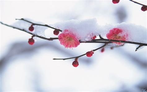 Spring Snow Wallpapers Top Free Spring Snow Backgrounds Wallpaperaccess