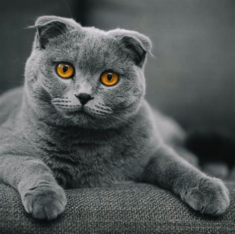 12 Affectionate Cat Breeds That Are Basically Dogs Cat Scottish Fold