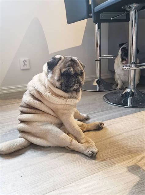 Pug Roll Of Bread Rrarepuppers