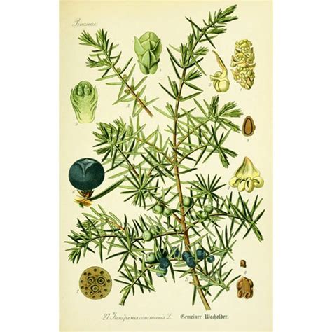 Understanding Gin Botanicals Botanical Illustration Botanical Prints Botanical