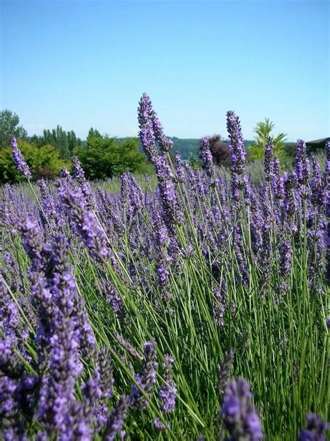 500 True English Lavender Vera Lavandula Angustifolia Herb Flower Seeds
