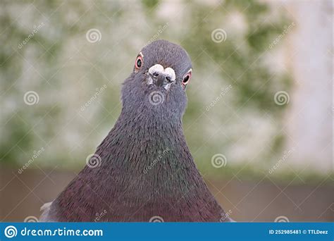 Charismatic Pigeon Picture Looking Straight To Camera Stock Image