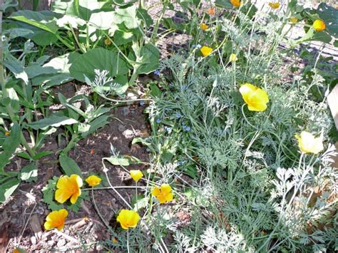 Maybe you would like to learn more about one of these? Central Oregon Plants & Animals - Central Oregon Property ...