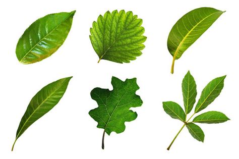 How To Identify Fruit Tree By Leaf With 6 Easy Steps