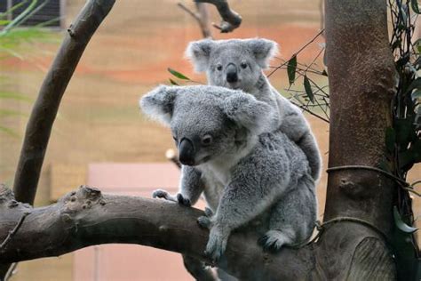 Pin Von Malon Herbst Auf Koala Bären Koala Bären Koala