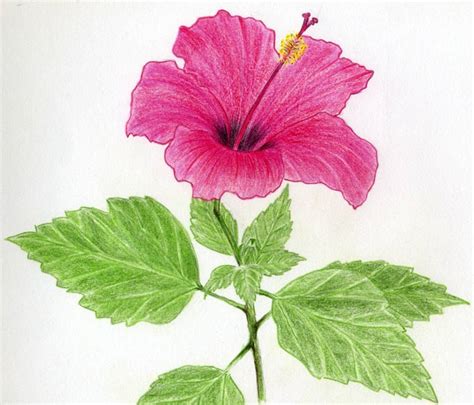 Sep 11, 2021 · flowers, although can look very fun and easy to paint. flowers for flower lovers.: flower drawing.