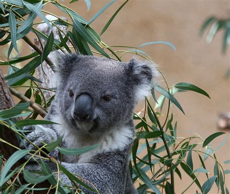 Koala Koala At Greater Los Angeles Zoo Rennett Stowe Flickr