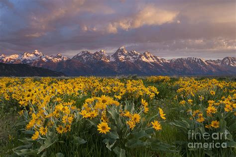 Wildflowers And Tetons At Sunrise Photograph By Mike Cavaroc Fine Art