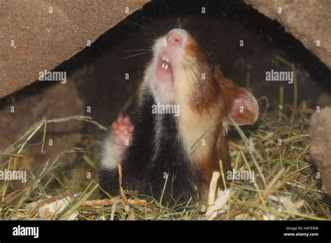 Field Hamster Under Construction Stock Photo Alamy