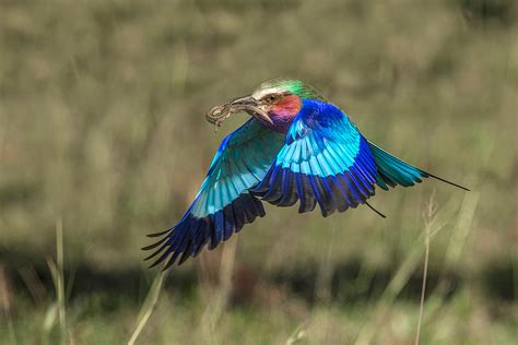 Most Beautiful African Bird Jim Zuckerman Photography And Photo Tours