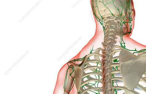 The Lymph Supply Of The Head And Neck Stock Image F0018786