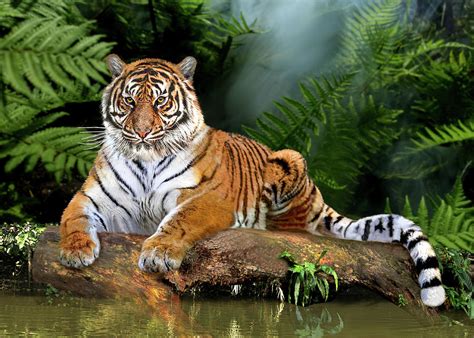 Jungle Tiger Digital Art By Glenn Holbrook Fine Art America