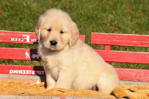 They thrive in larger homes with room to run and can adapt well to apartment living. Golden Retriever Puppies For Sale Cincinnati | PETSIDI