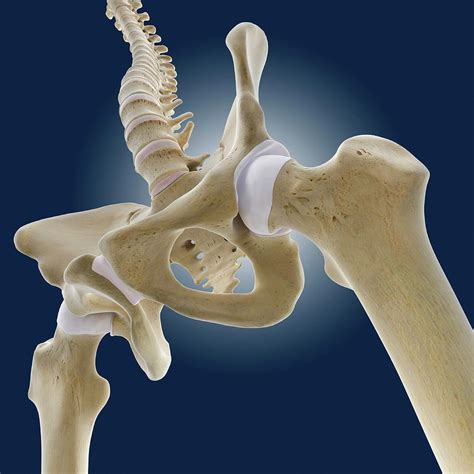 Hip Bone Anatomy And Physiology