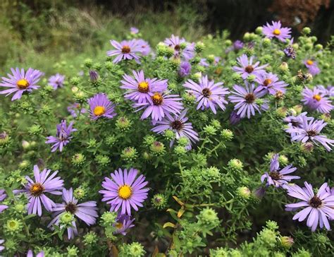 This is because the single flower plant invests more energy in nectar production and less in petal formation. Wildflower Center on Instagram: "Fall asters bloom just in ...