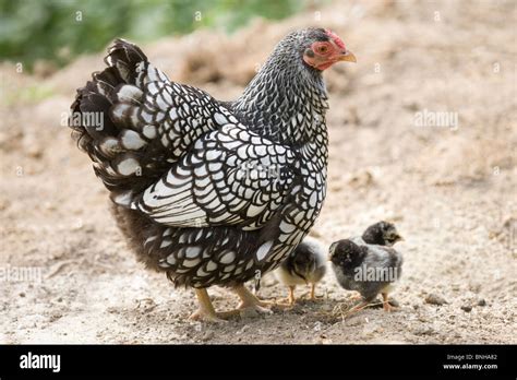 Silver Laced Wyandotte Hen And Chicks Gallus Gallus Domesticus