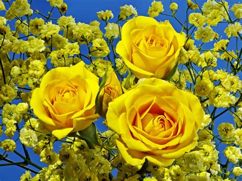 Three Beautiful Yellow Roses Wallpapers And Images Wallpapers