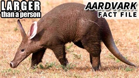 Aardvark Facts Bigger Than You Think Animal Fact Files Youtube