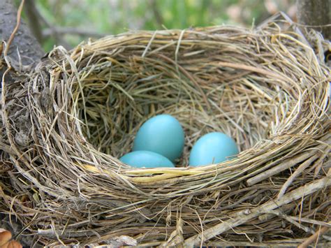 Fileamerican Robin Nest With Eggs Wikimedia Commons