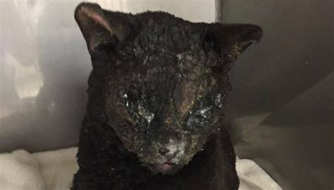 Badly Burned By The California Wildfires This Poor Cat Has Emerged As