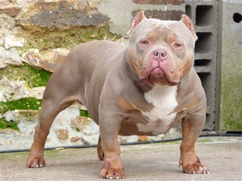 Perfect Bull Kennel American Bully