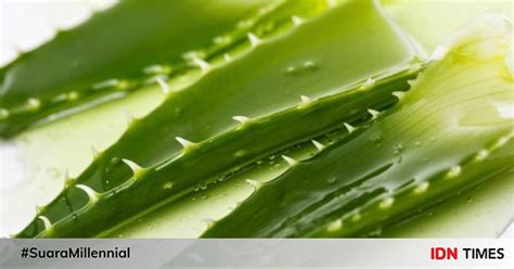 Ini merupakan senyawa fenolik yang secara tradisional dikenal sebagai obat pencahar. 7 Manfaat Lidah Buaya untuk Perawatan Kulit dan Rambut
