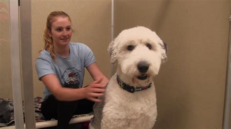 Wagging Tails Pet Resort - YouTube