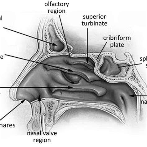 1 Nasal Cavity Anatomy Adapted From The Grays Anatomy Of The Human