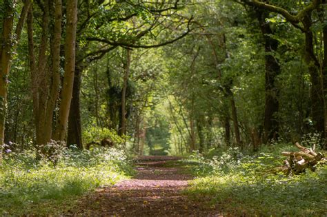 HS2: Ancient woodland clearance delayed until 2020