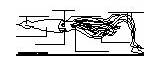 Label Squid Diagram Enchantedlearning Invertebrates Animal Anatomy External sketch template