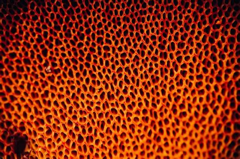 Take The Ultimate Trypophobia Test Solution Tales
