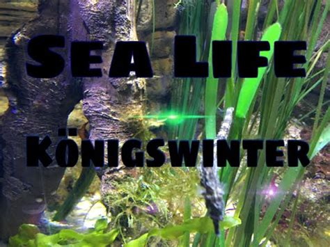 Bitte geben sie ein anderes datum ein. Sea Life / Aquarium / Königswinter - YouTube