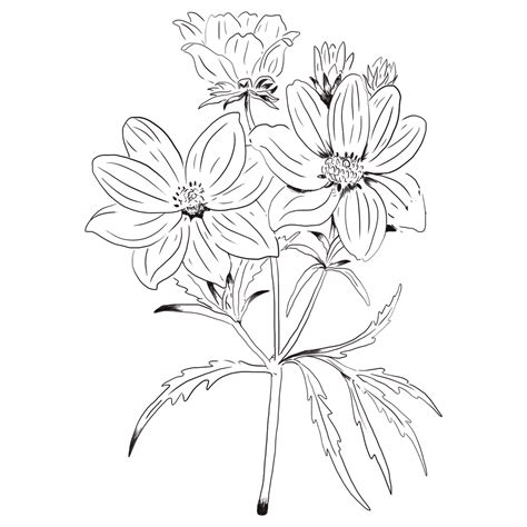 Tickseed Flower Doodle Png Royalty Free Stock Transparent Png 2042145