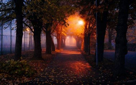 Nature Mist Morning Trees Park Fall Leaves Path