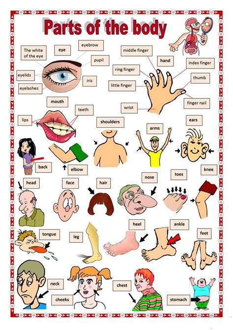 Body Parts Worksheet Body Parts Worksheet English Esl