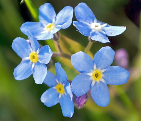 Our floral repurposing expanded past our. പ്രമാണം:2008-05-04 at 18-26-44-Forgetmenot-Flower.jpg ...