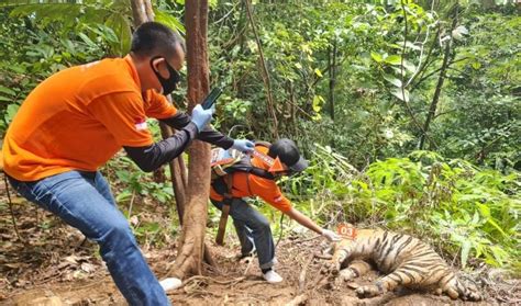 Hasil Pemeriksaan Sementara 3 Harimau Sumatra Mati Di Aceh Selatan