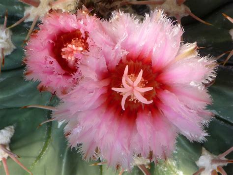 Pink Flowers Pictures Of Echinocactus Texensis Southwest Usa