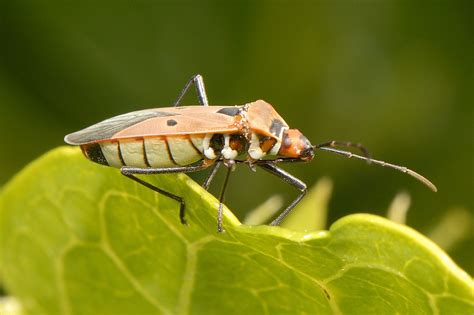 Hemiptera A Photo On Flickriver