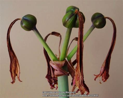 photo of the seed pods or heads of amaryllis hippeastrum charisma posted by mcash70