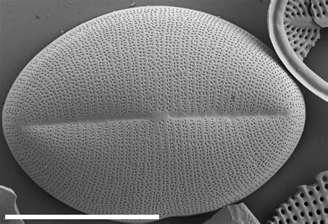 Check out amazing colocolo artwork on deviantart. Cocconeis pediculus | Species - Diatoms of North America
