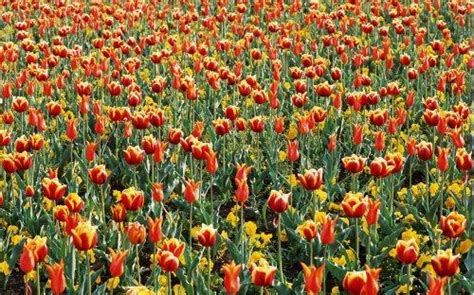 46 Free Tulip Wallpaper Screensavers On Wallpapersafari