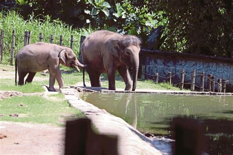 Come dan brings your children to lok kawi zoo and watch very close all the animals there. Kolar satelit jejak Pigmy | Harian Metro