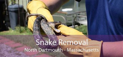 Snake Removal North Dartmouth Venomous And Non Venomous Snake Removal