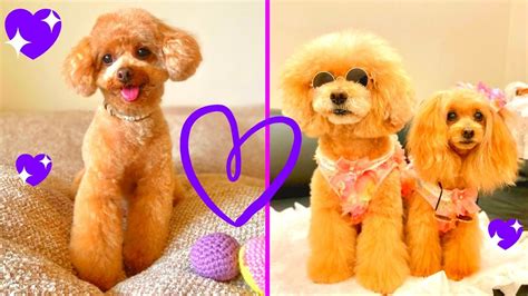 cute toy poodles and mini poodle puppies compilation トイプードルかわいいプードルコンパイル youtube