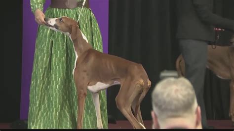 New Breed Competing In Westminster Dog Show Youtube