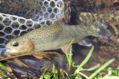 Apache Trout Fulling Mill Blog